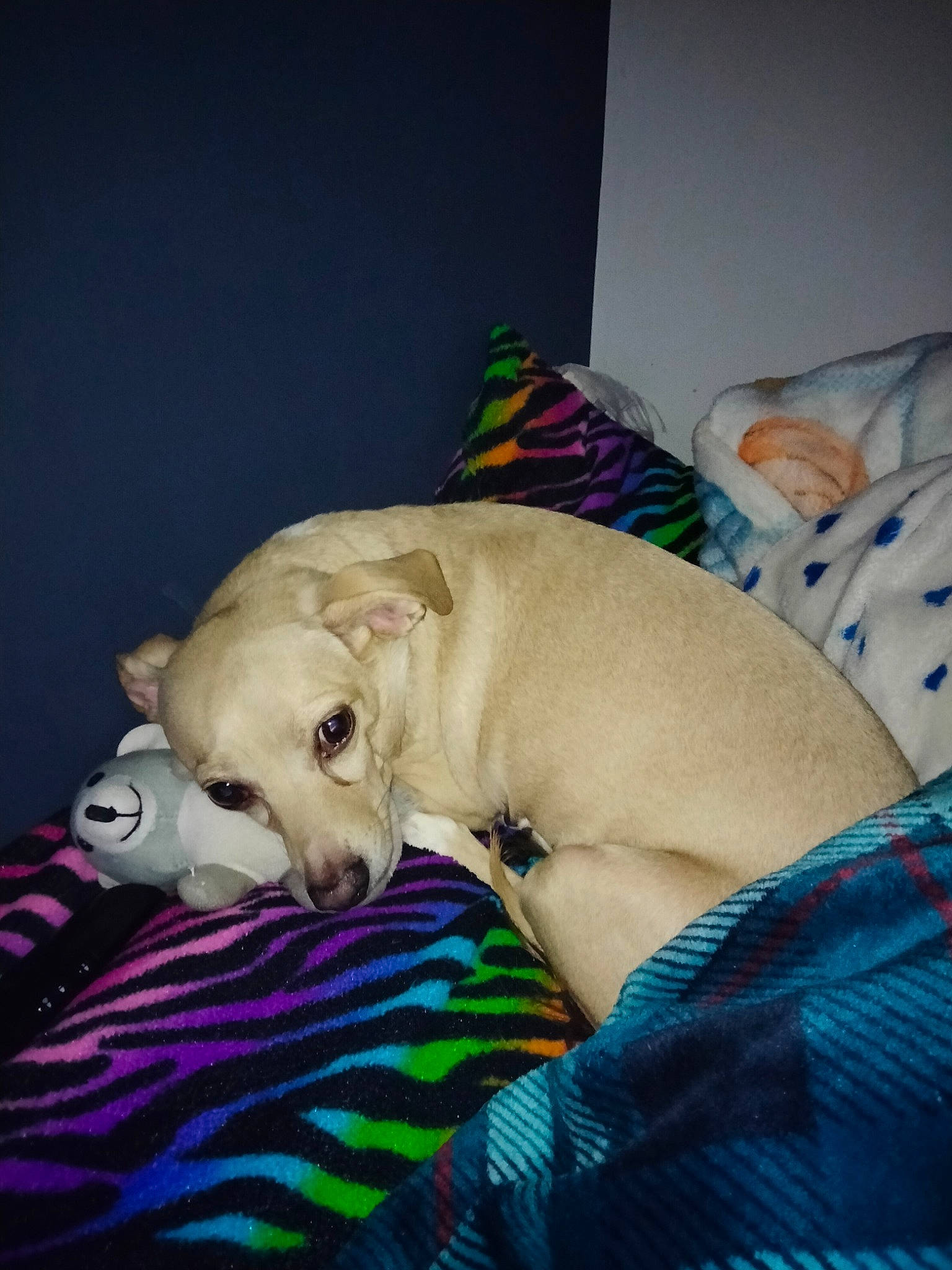 Tobias is registered to the contest to win money with this photo: canidae, carnivore, comfort, companion_dog, couch, dog, dog_breed, dog_clothes, dog_supply, fawn, fur, guard_dog, linens, nap, snout, sporting_group, toy_dog, whiskers, working_animal, wrinkle