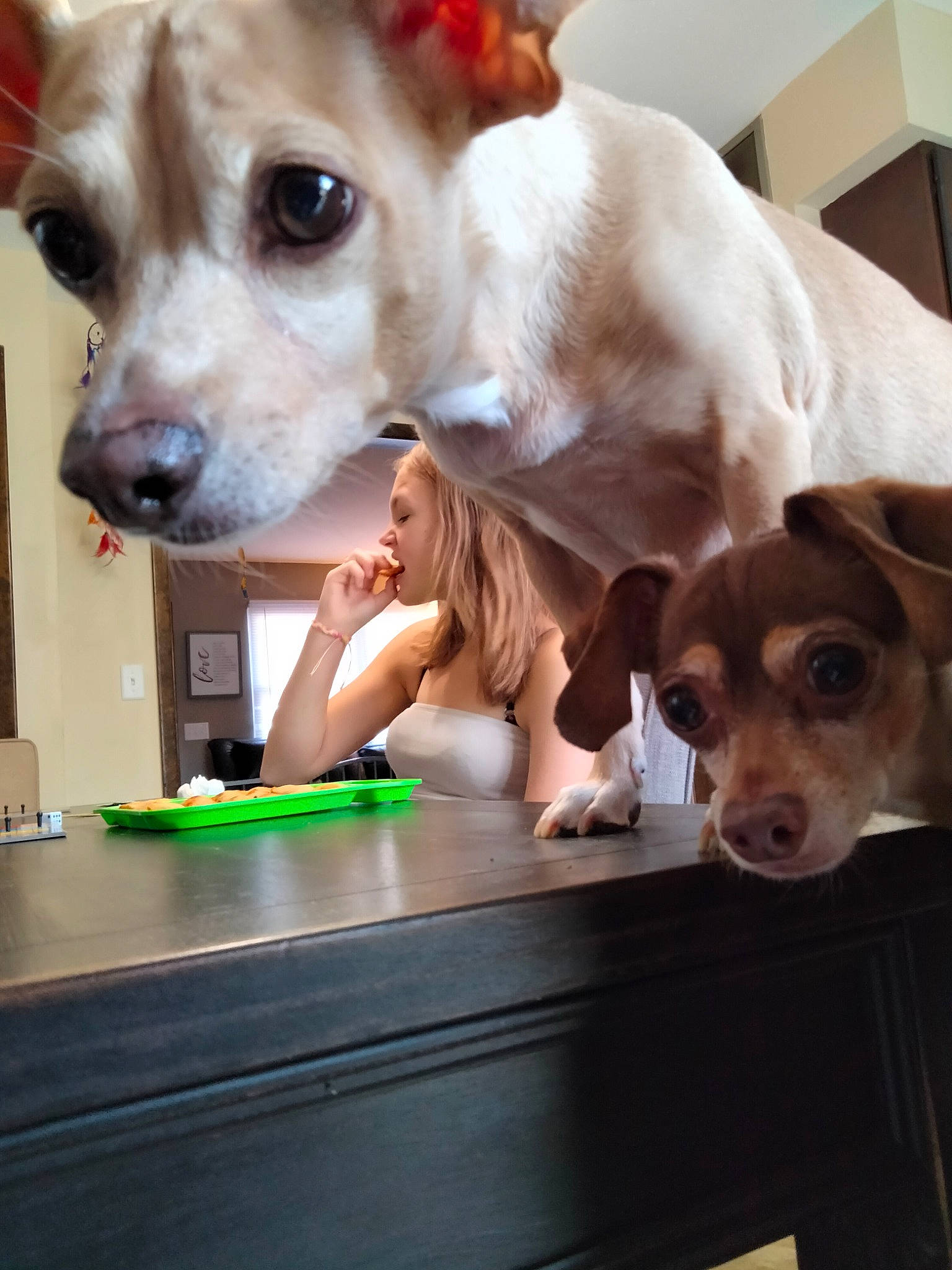 Tobias joined the competition — help win amazing prizes! canidae, carnivore, collar, companion_dog, dog, dog_breed, dog_supply, ear, fawn, fur, liver, mammal, pet_supply, puppy, snout, sporting_group, toy_dog, vertebrate, whiskers, working_animal