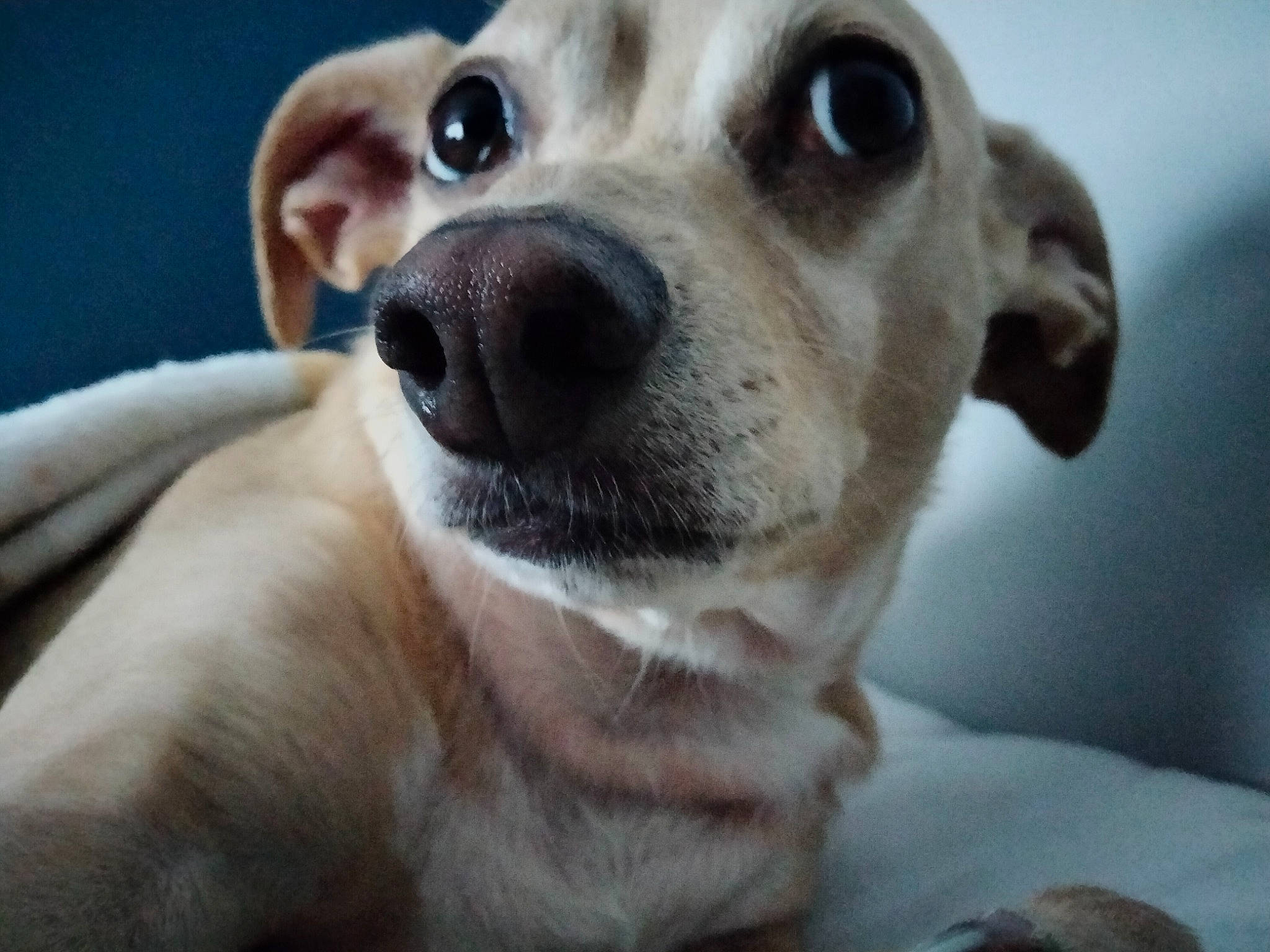 Tobias is registered to the contest to win money with this photo: canidae, carnivore, close_up, collar, companion_dog, dog, dog_breed, dog_collar, ear, fawn, fur, non_sporting_group, paw, selfie, smile, snout, sporting_group, toy_dog, whiskers, working_animal