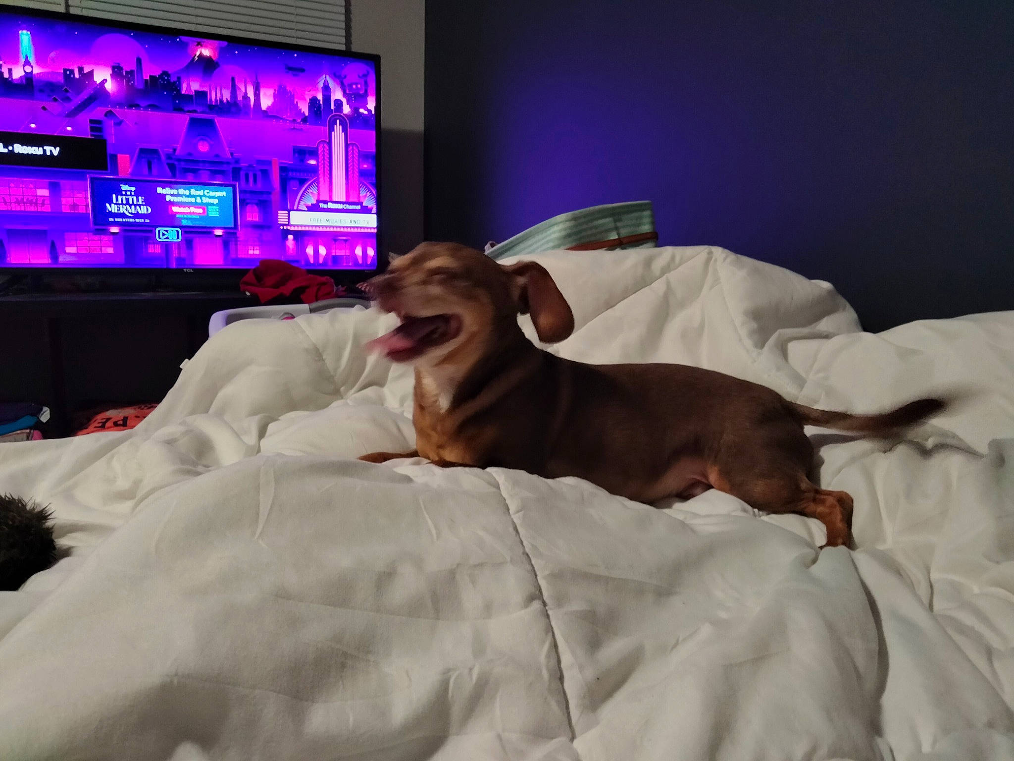 Dylan James joined the competition — help win amazing prizes! bedding, canidae, carnivore, comfort, companion_dog, display_device, dog, dog_breed, fawn, flat_panel_display, gadget, led_backlit_lcd_display, linens, liver, multimedia, output_device, room, sporting_group, television_set, working_animal