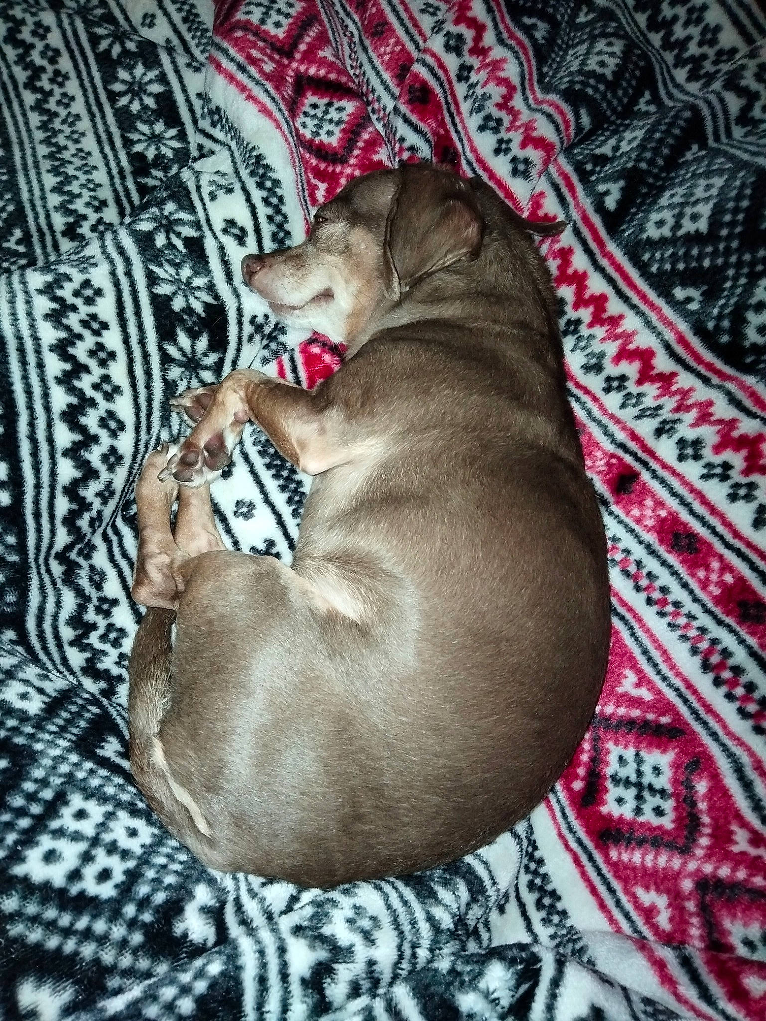 Dylan James is registered to the contest to win money with this photo: canidae, carnivore, comfort, companion_dog, dog, dog_breed, dog_supply, fawn, grey, guard_dog, linens, liver, nap, pattern, pet_supply, snout, sporting_group, weimaraner, whiskers, working_animal