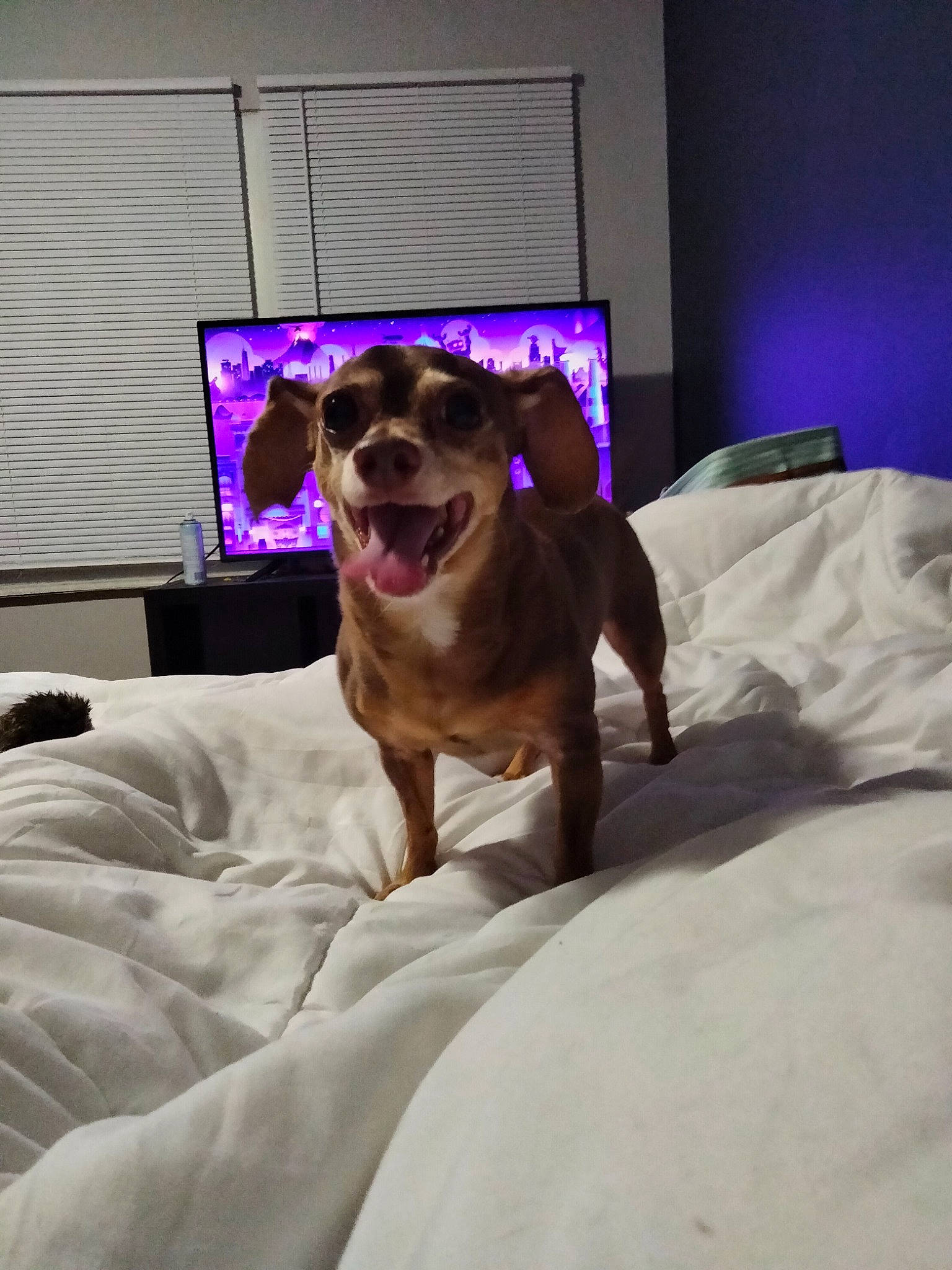 Dylan James joined the competition — help win amazing prizes! bed, bedding, bedroom, carnivore, comfort, companion_dog, dog, dog_breed, dog_supply, eyewear, fawn, felidae, flooring, fur, linens, purple, small_to_medium_sized_cats, smile, toy_dog, whiskers