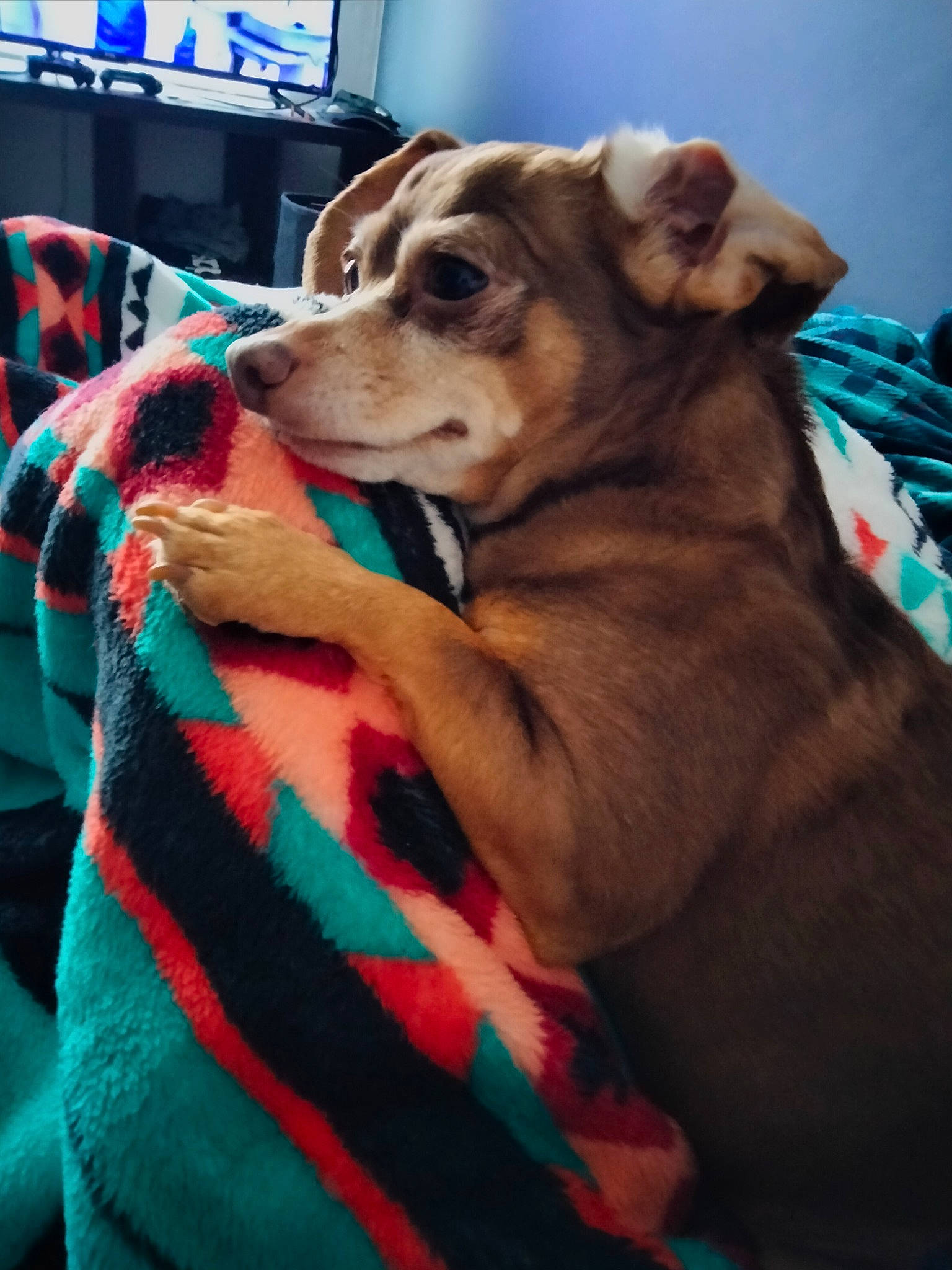 Dylan James joined the competition — help win amazing prizes! blue, cable_television, canidae, carnivore, comfort, companion_dog, computer_keyboard, couch, dog, dog_breed, dog_supply, fawn, fur, guard_dog, leash, sporting_group, television, toy_dog, whiskers, working_animal