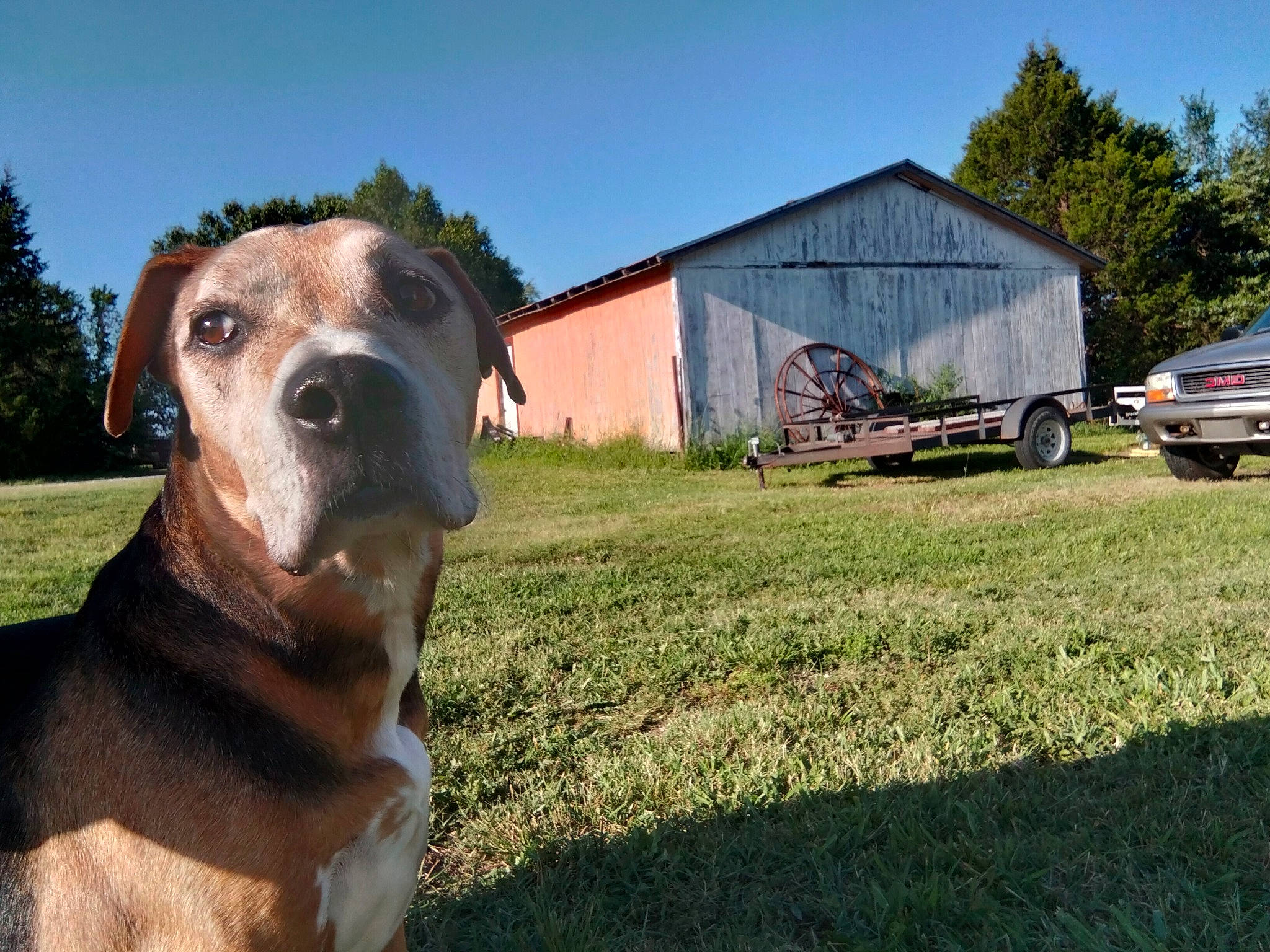Rocky Dog is registered to the contest to win money with this photo: car, carnivore, companion_dog, dog, dog_breed, fawn, grass, grassland, house, landscape, plant, sky, snout, sporting_group, tire, tree, vehicle, wheel, whiskers, working_animal