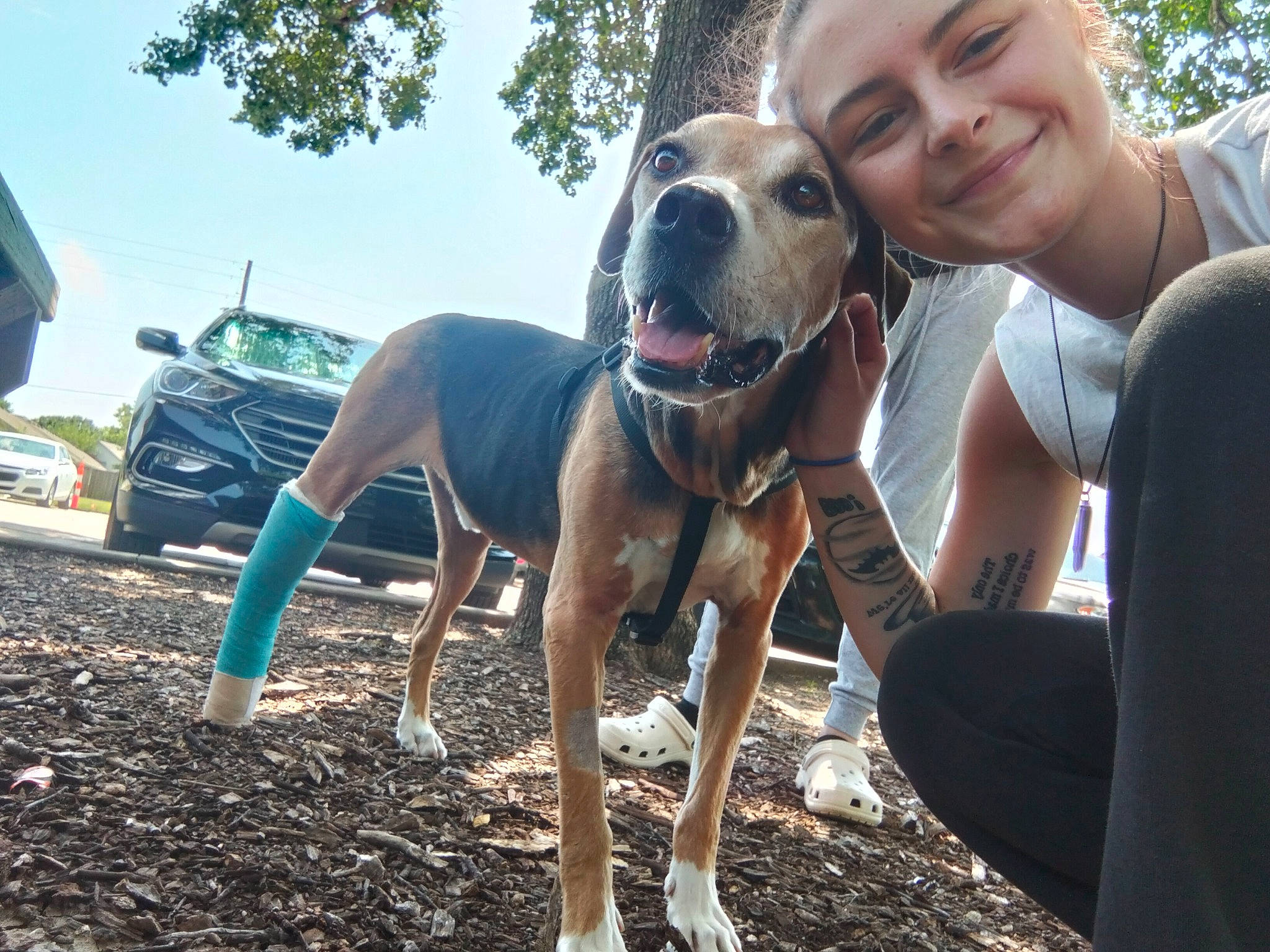 Rocky Dog joined the competition — help win amazing prizes! canidae, car, carnivore, collar, companion_dog, dog, dog_breed, dog_collar, fawn, landscape, plant, sky, smile, snout, soil, tire, tree, vehicle, wheel, working_animal