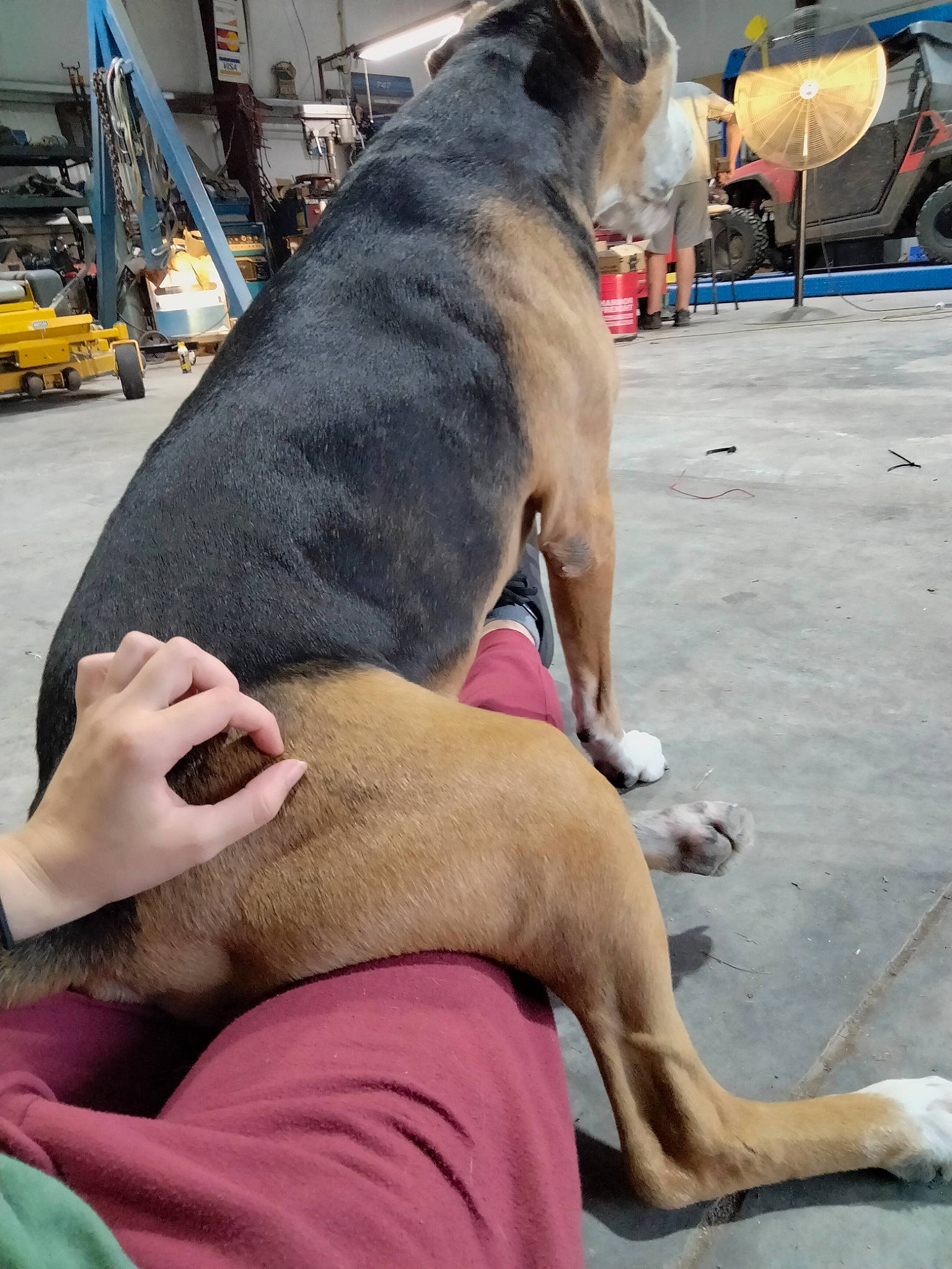 Rocky Dog joined the competition — help win amazing prizes! carnivore, collar, comfort, companion_dog, dog, dog_breed, dog_collar, dog_supply, fawn, foot, fur, giant_dog_breed, guard_dog, leash, mammal, tire, vertebrate, wheel, working_animal, working_dog