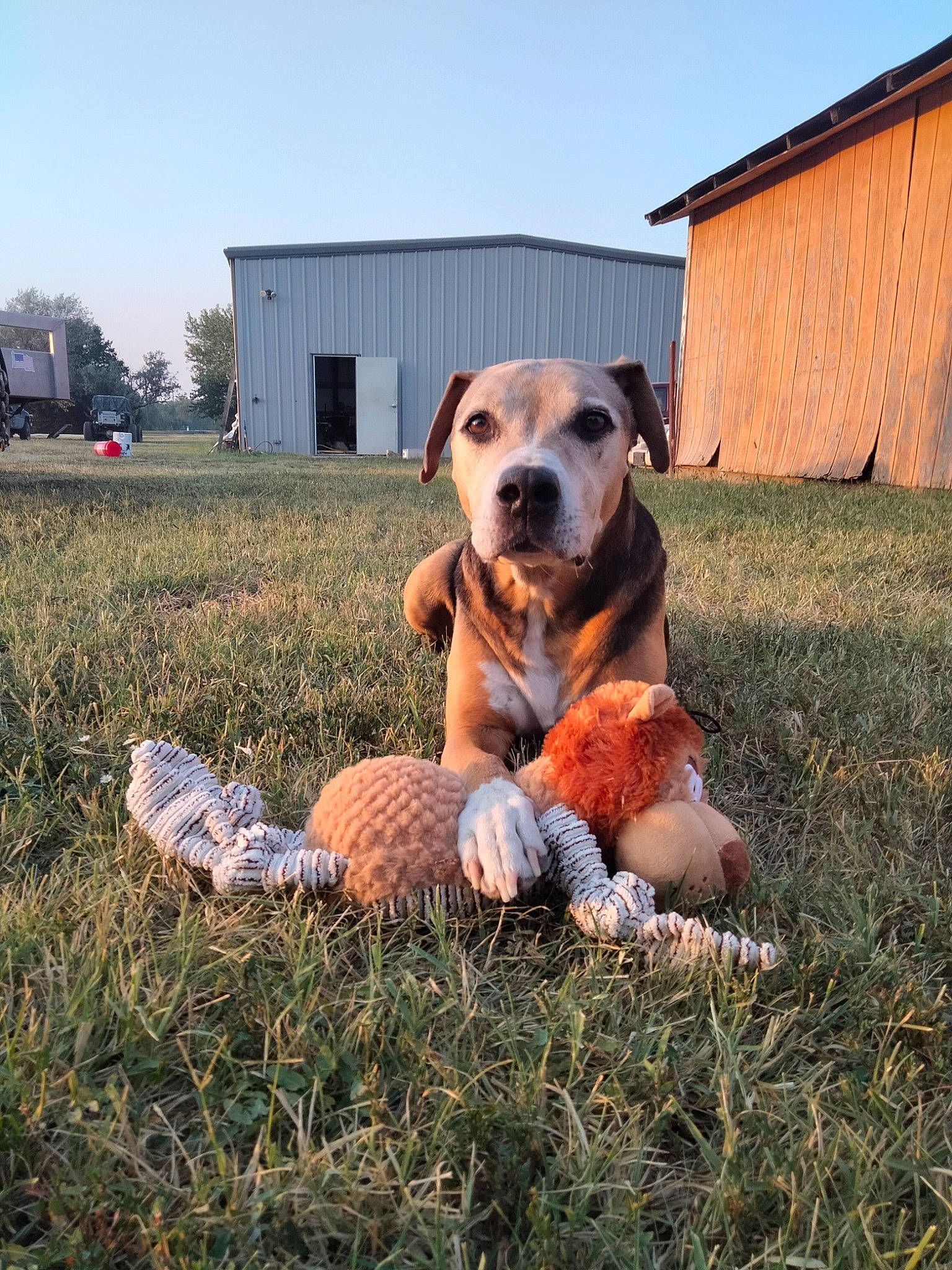 Rocky Dog is registered to the contest to win money with this photo: ball, building, canidae, carnivore, companion_dog, dog, dog_breed, fawn, football, grass, grassland, house, lawn, pasture, plant, sky, sporting_group, toy, tree, window