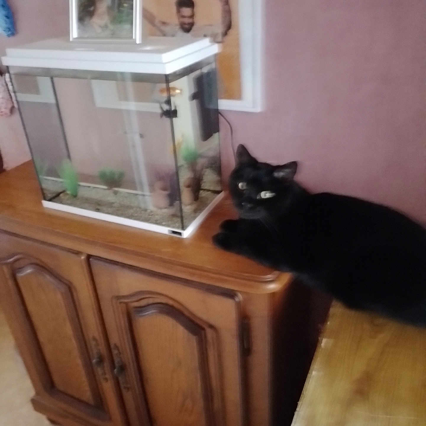 Zorro participe au concours pour gagner de l'argent avec cette photo : adult, animal, aquarium, art, blackcat, cabinet, cat, face, fish, furniture, head, male, man, painting, person, pet, plywood, sealife, water, wood