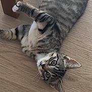 Arya a rejoint le concours — aidez-le/la à gagner de superbes lots ! kitten, tabby, cat, pet, animal, floor, wooden_floor, playful, curious, indoor, feline, young_cat, whiskers, ears, paws, striped, lying_down, looking_up, domestic_animal, household