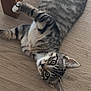 kitten, tabby, cat, pet, animal, floor, wooden_floor, playful, curious, indoor, feline, young_cat, whiskers, ears, paws, striped, lying_down, looking_up, domestic_animal, household