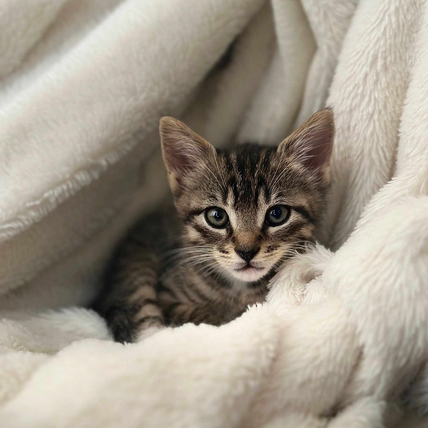 Arya participe au concours pour gagner de l'argent avec cette photo : animal, blanket, cat, cozy, cute, ears, face, fluffy, fur, indoor, kitten, looking, nest, pet, resting, soft, tabby, whiskers, white, young