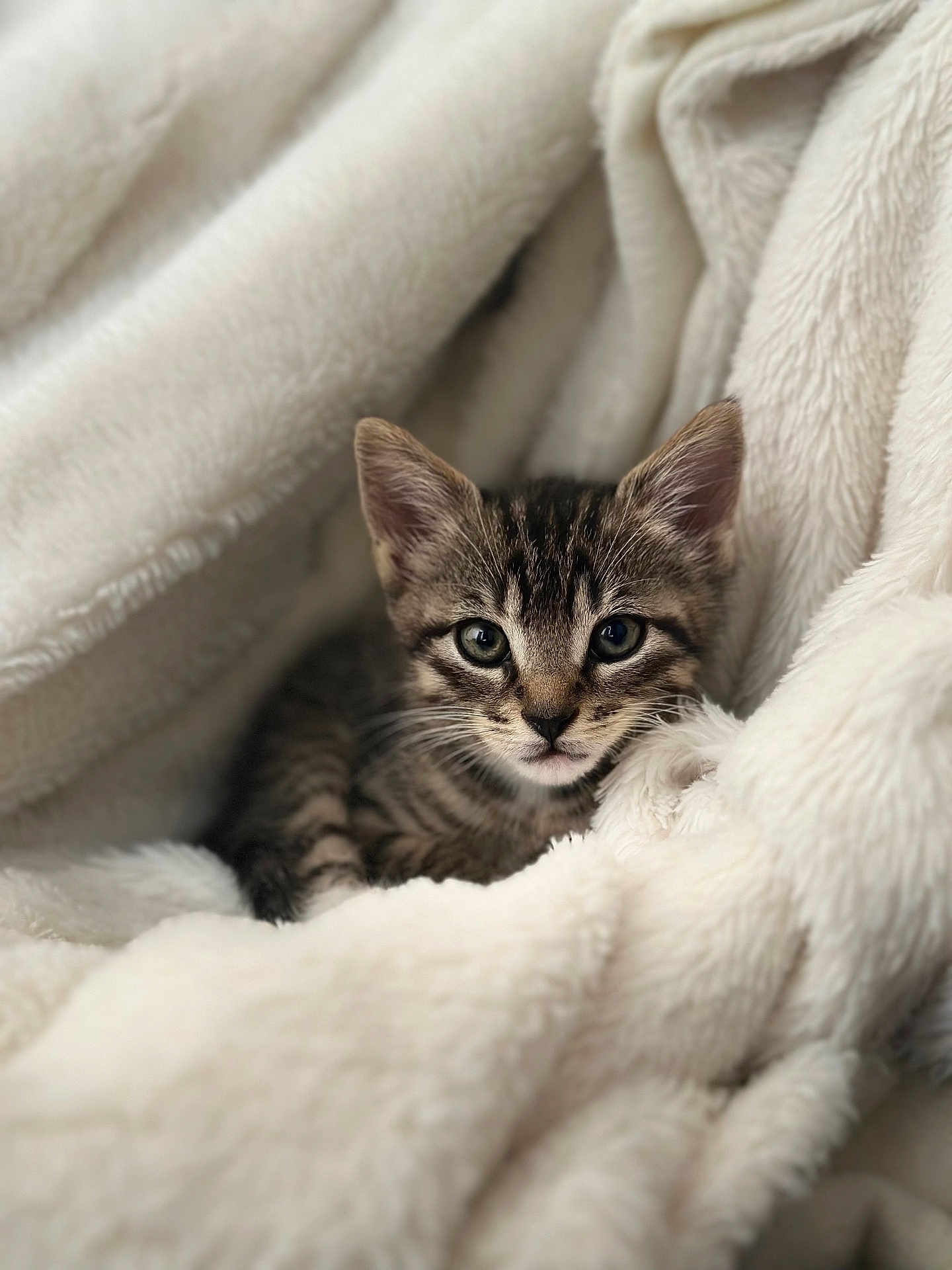 Arya participe au concours pour gagner de l'argent avec cette photo : kitten, tabby, cat, animal, pet, cute, fluffy, blanket, white, cozy, soft, fur, young, looking, face, whiskers, ears, resting, indoor, nest