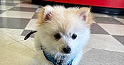 Moochi joined the competition — help win amazing prizes! puppy, dog, indoor, floor, tile_floor, harness, blue_harness, small_dog, fluffy, white_dog, curious, pet, animal, red_counter, background, walking, young_dog, cute, domestic_animal, companion