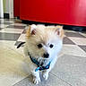 puppy, dog, indoor, floor, tile_floor, harness, blue_harness, small_dog, fluffy, white_dog, curious, pet, animal, red_counter, background, walking, young_dog, cute, domestic_animal, companion
