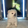 Moochi is registered to the contest to win money with this photo: puppy, dog, white, fluffy, carpet, mirror, reflection, indoor, pet, cute, small, fur, animal, young, portrait, sitting, soft, blurred_background, light, adorable