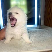 Moochi is registered to the contest to win money with this photo: puppy, dog, yawning, blurry, carpet, hand, indoor, mirror, reflection, window, white, fur, cute, small, pet, animal, floor, cozy, soft, background
