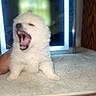 puppy, dog, yawning, blurry, carpet, hand, indoor, mirror, reflection, window, white, fur, cute, small, pet, animal, floor, cozy, soft, background