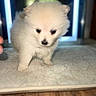 Moochi is registered to the contest to win money with this photo: puppy, dog, white, fluffy, cute, pet, indoor, rug, carpet, floor, blurred, animal, young, small, adorable, fur, standing, home, door, light