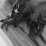 dog, dogs, indoor, floor, sofa, wooden_floor, pet, animal, canine, companions, curious, relaxed, black_and_white, home, furniture, two_animals, domestic, portrait, sitting, lying_down