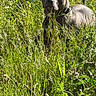 dog, grass, greenery, outdoor, pet, animal, nature, canine, field, sunlight, collar, ears, fur, alert, laying, summer, plant, wild, peaceful, daytime