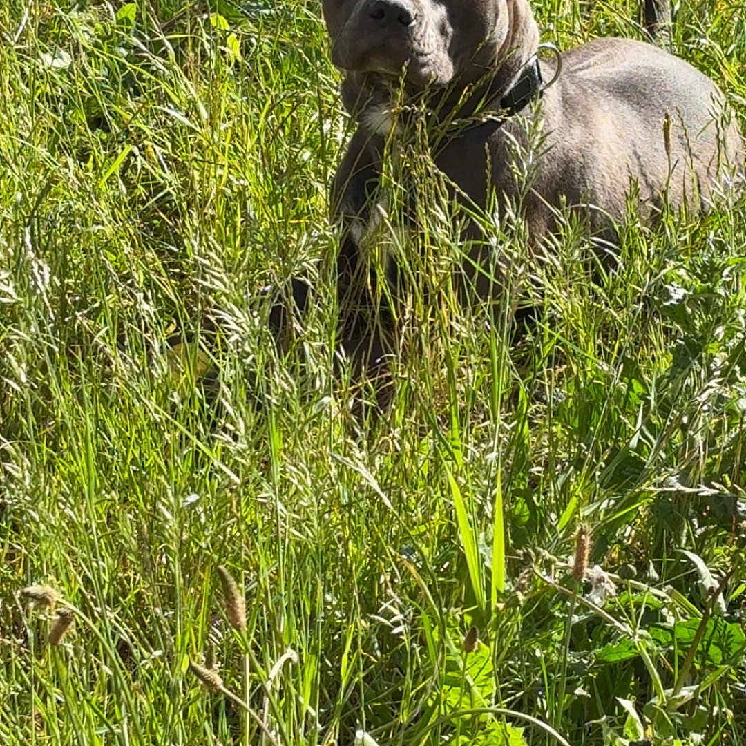 Bounty a rejoint le concours — aidez-le/la à gagner de superbes lots ! dog, grass, greenery, outdoor, pet, animal, nature, canine, field, sunlight, collar, ears, fur, alert, laying, summer, plant, wild, peaceful, daytime