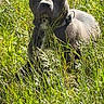 Bounty participe au concours pour gagner de l'argent avec cette photo : dog, grass, outdoor, nature, animal, pet, field, green, canine, alert, ears, collar, sunlight, summer, mammal, fur, wild, resting, leaf, environment