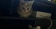 Nyla is registered to the contest to win money with this photo: kitten, cat, pet, indoor, electronics, tv, shelf, cable, curious, animal, small, feline, young, domestic, cute, household, device, black, white, gray
