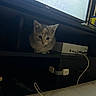 kitten, cat, pet, indoor, electronics, tv, shelf, cable, curious, animal, small, feline, young, domestic, cute, household, device, black, white, gray