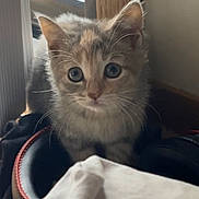 Nyla joined the competition — help win amazing prizes! kitten, cat, animal, indoor, window, curious, blue_eyes, feline, pet, young, fur, whiskers, cozy, blanket, home, soft_light, wood, face, ears, cute