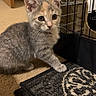 Nyla joined the competition — help win amazing prizes! kitten, cat, pet, animal, indoor, carpet, crate, fur, cute, small, young, whiskers, ears, floor, domestic, feline, looking, curious, gray, orange