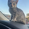 kitten, cat, dashboard, car, vehicle, speedometer, gray_tabby, pet, animal, cute, fur, window, sky, outdoor, young, small, sitting, curious, whiskers, ears