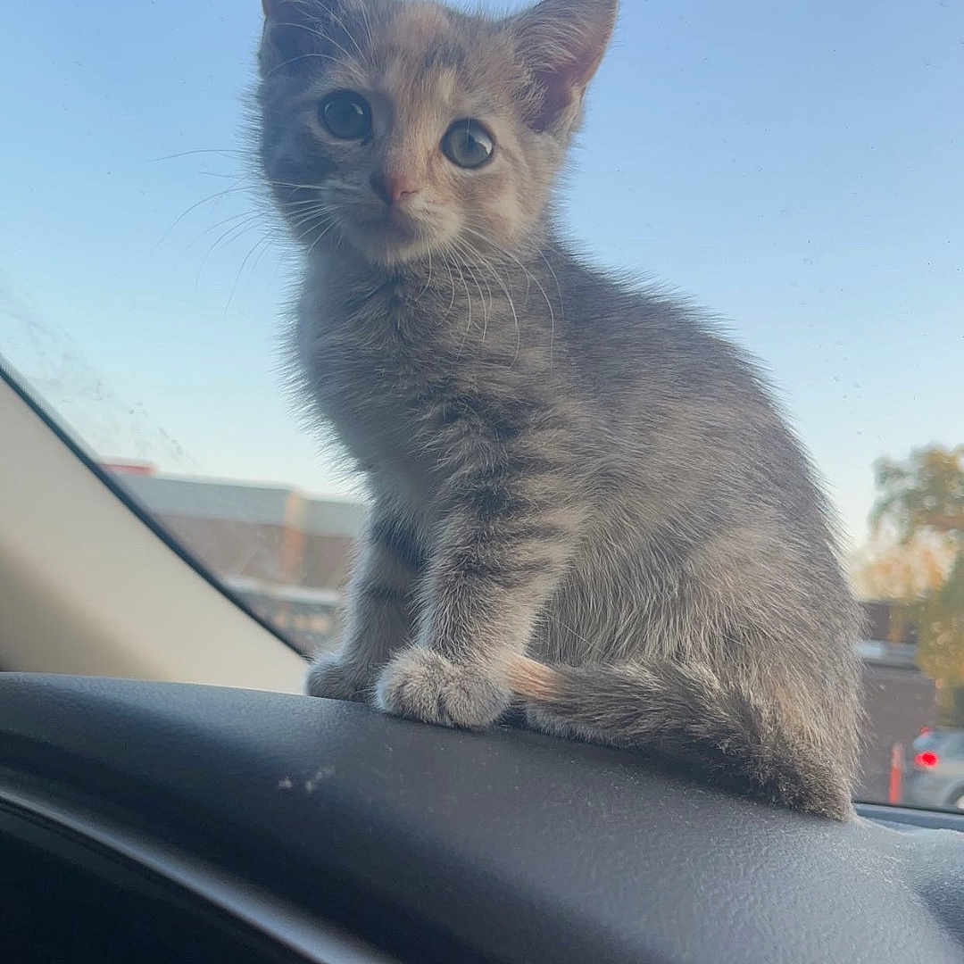 Nyla joined the competition — help win amazing prizes! kitten, cat, dashboard, car, vehicle, speedometer, gray_tabby, pet, animal, cute, fur, window, sky, outdoor, young, small, sitting, curious, whiskers, ears