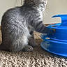 Nyla joined the competition — help win amazing prizes! kitten, gray_cat, playing, blue_toy, carpet, indoor, pet, cute, feline, fur, paw, side_view, curious, animal, young_cat, domestic_cat, wall, electrical_outlet, toy, floor