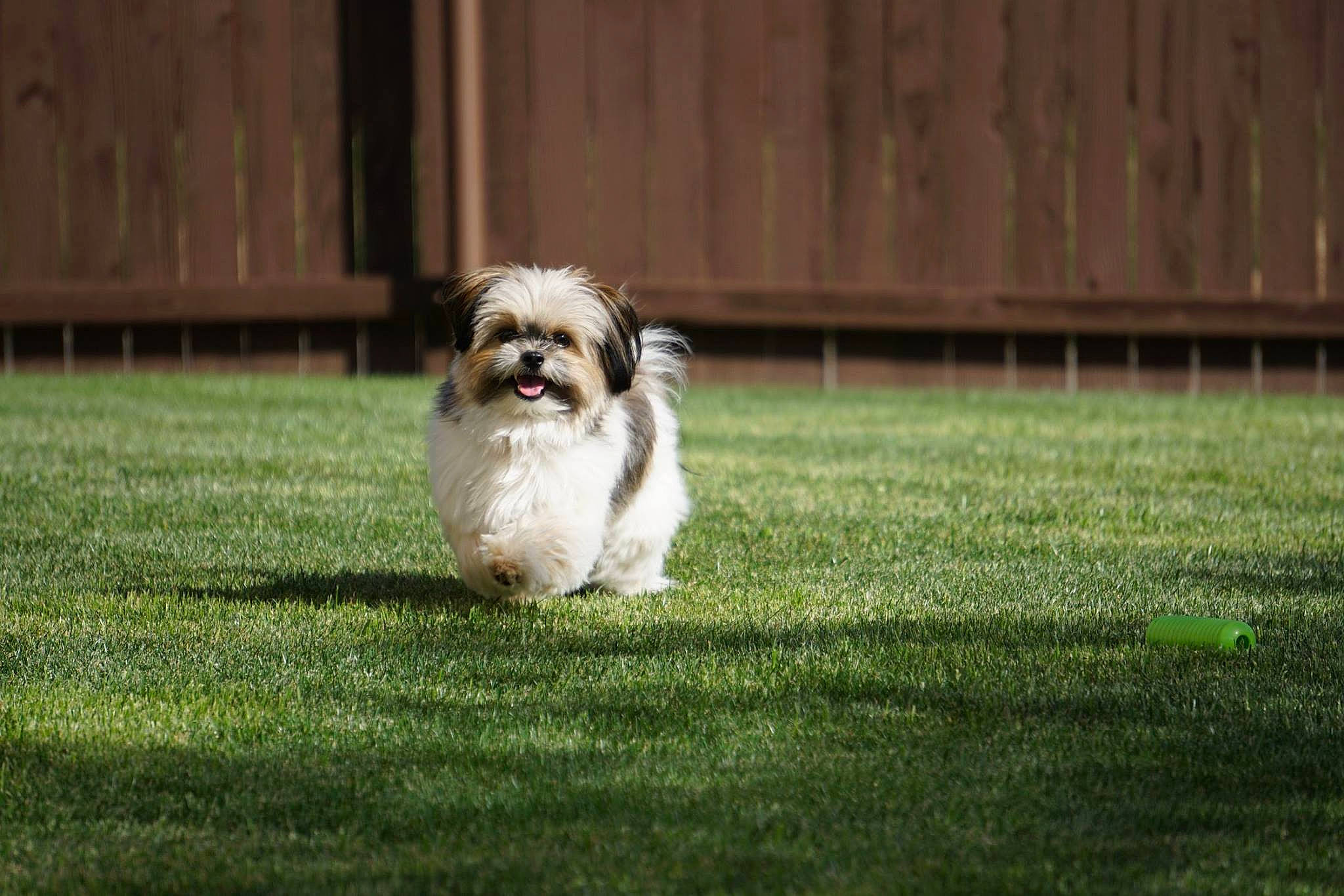 Bubbles joined the competition — help win amazing prizes! canidae, carnivore, chinese_imperial_dog, companion_dog, dog, dog_breed, grass, havanese, kyi_leo, lawn, lhasa_apso, lowchen, mal_shi, maltepoo, mammal, puppy, shih_tzu, sporting_group, tibetan_terrier, vertebrate
