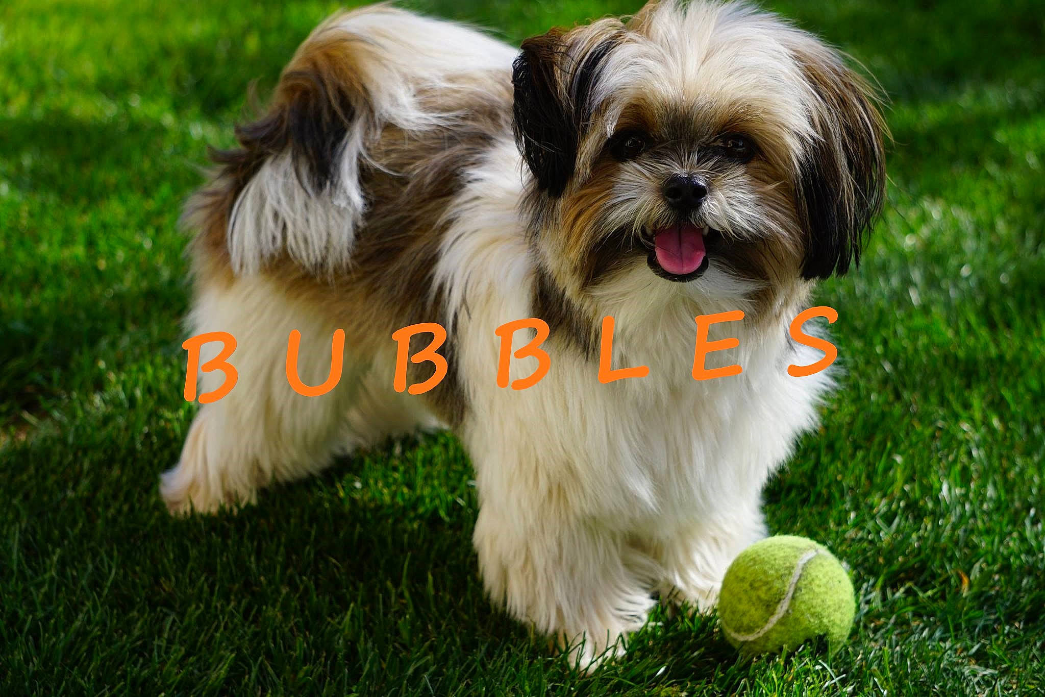 Bubbles is registered to the contest to win money with this photo: canidae, carnivore, chinese_imperial_dog, companion_dog, dog, dog_breed, grass, kyi_leo, lhasa_apso, liver, lowchen, maltepoo, mammal, non_sporting_group, puppy, rare_breed_dog, shih_tzu, tibetan_terrier, toy_dog, vertebrate
