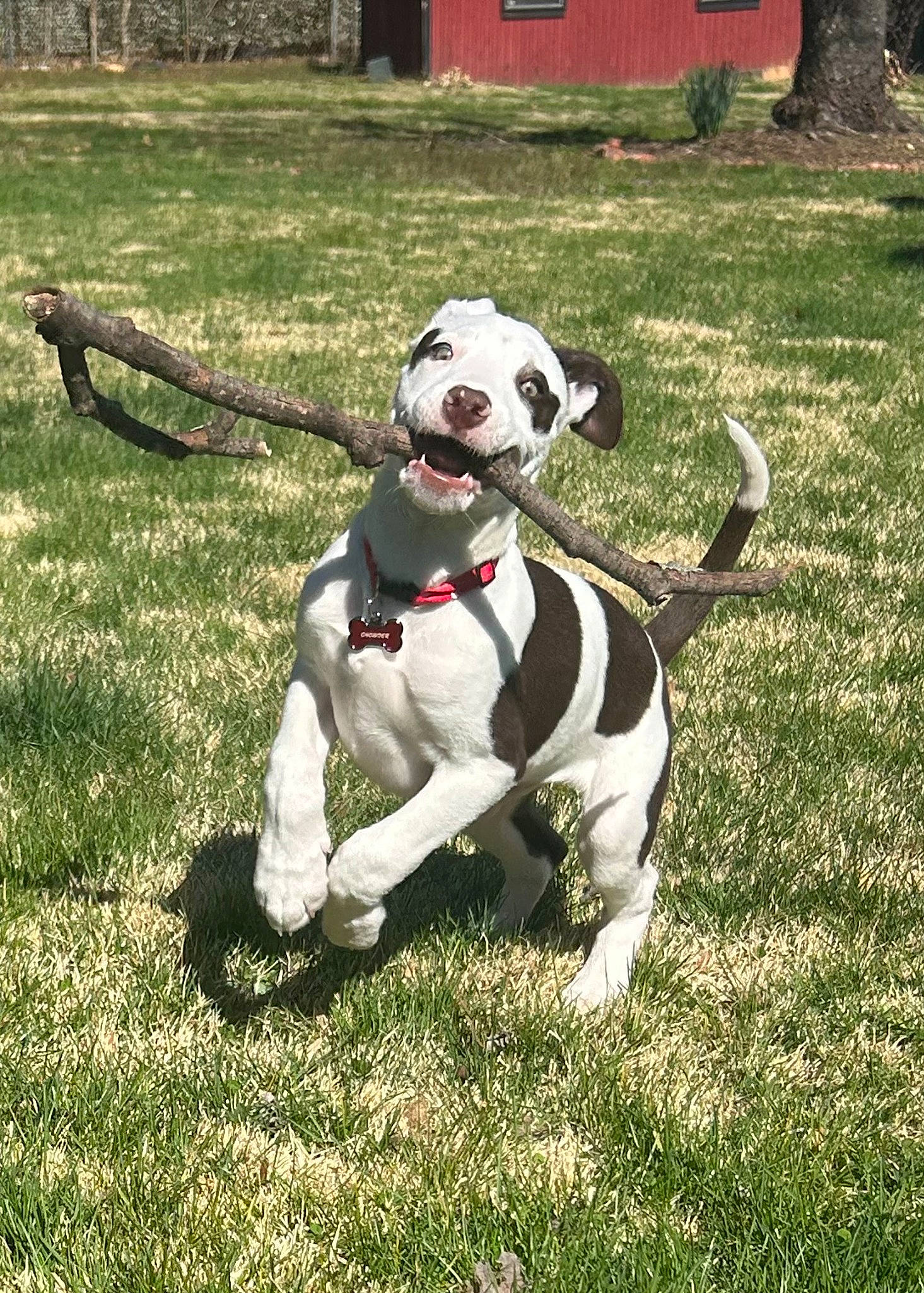 Chowder joined the competition — help win amazing prizes! ball, carnivore, collar, companion_dog, dog, dog_breed, dog_clothes, dog_collar, dog_supply, fashion_accessory, fawn, grass, leash, pet_supply, plant, snout, sporting_group, sports_equipment, tail, working_animal