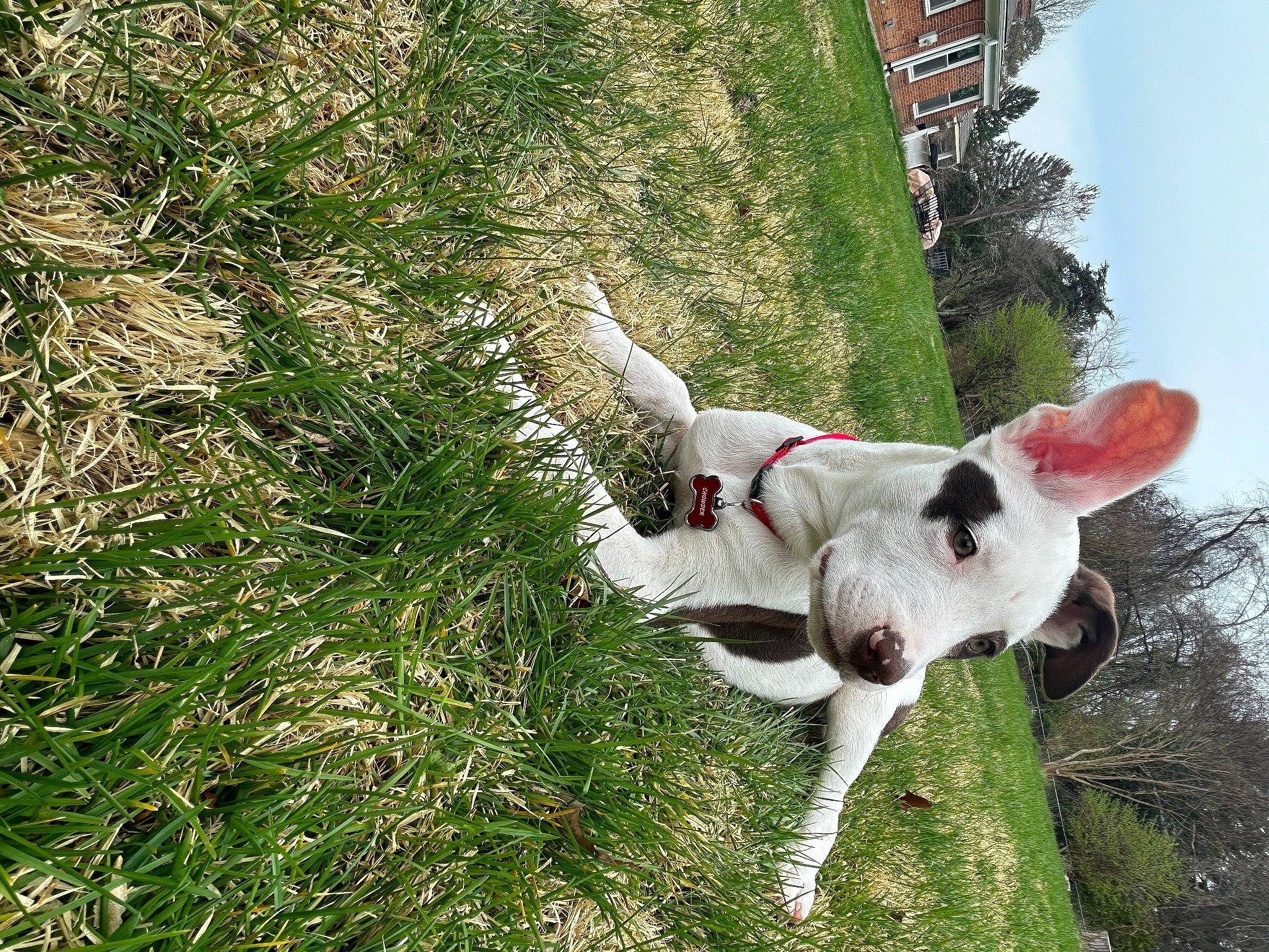 Chowder joined the competition — help win amazing prizes! adventure, canidae, carnivore, collar, companion_dog, dog, dog_breed, dog_collar, fawn, grass, grassland, groundcover, jumping, plant, sky, snout, sporting_group, tail, tree, working_animal