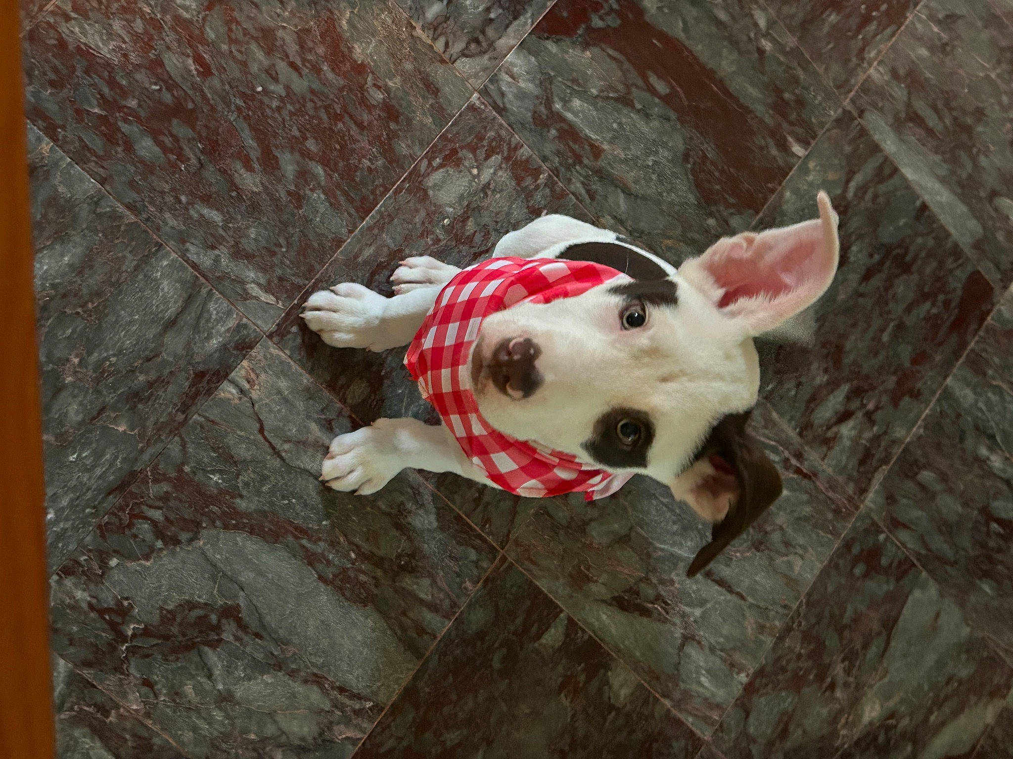 Chowder is registered to the contest to win money with this photo: canidae, carmine, carnivore, collar, companion_dog, dog, dog_breed, dog_collar, dog_supply, fawn, grass, plant, snout, sporting_group, tail, terrestrial_animal, toy, whiskers, wood, working_animal