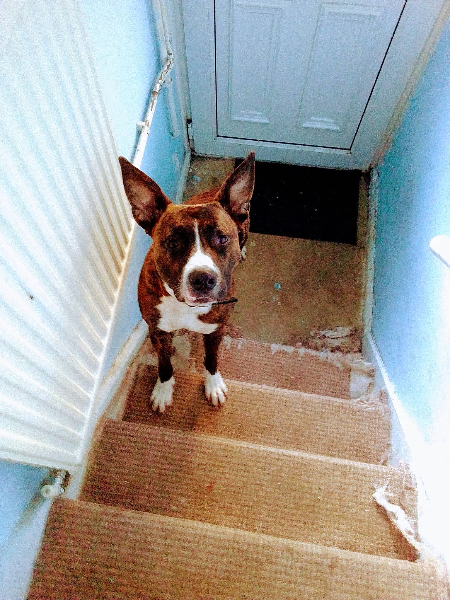 Harvey-hoo is registered to the contest to win money with this photo: american_pit_bull_terrier, american_staffordshire_terrier, boston_terrier, boxer, canidae, carnivore, dog, dog_breed, ear, fawn, floor, mammal, non_sporting_group, nose, snout, stairs, wood