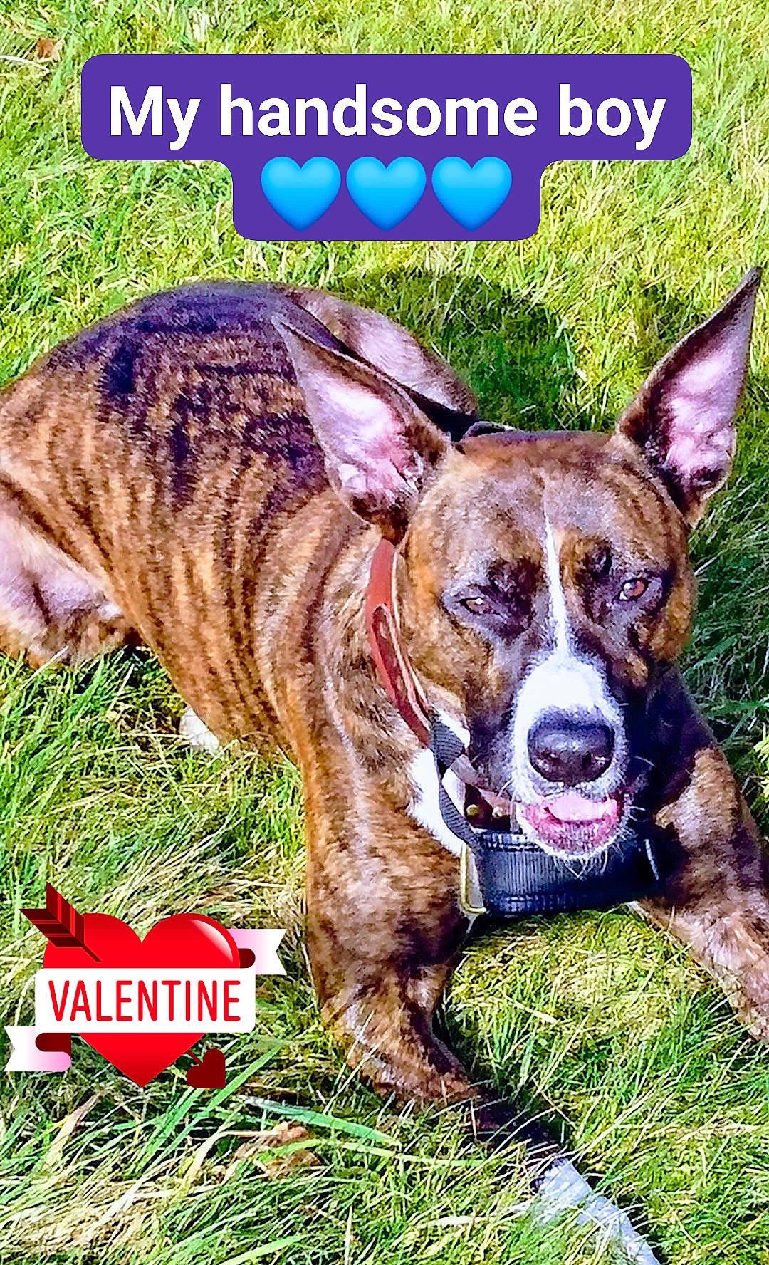 Harvey-hoo joined the competition — help win amazing prizes! american_pit_bull_terrier, american_staffordshire_terrier, canidae, carnivore, collar, companion_dog, dog, dog_breed, fawn, mountain_cur, photo_caption