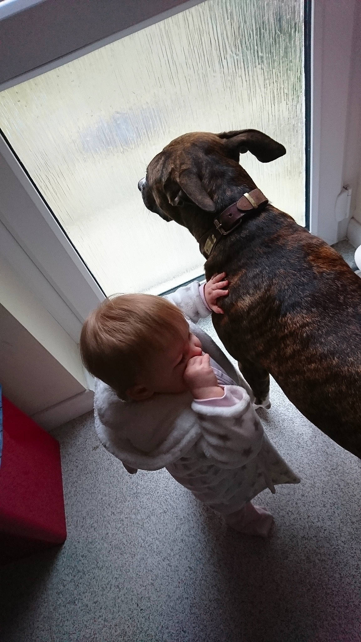 Harvey-hoo is registered to the contest to win money with this photo: american_bulldog, american_pit_bull_terrier, bandog, boxer, canidae, carnivore, companion_dog, dog, dog_breed, fawn, non_sporting_group, olde_english_bulldogge, pit_bull, snout, sporting_group