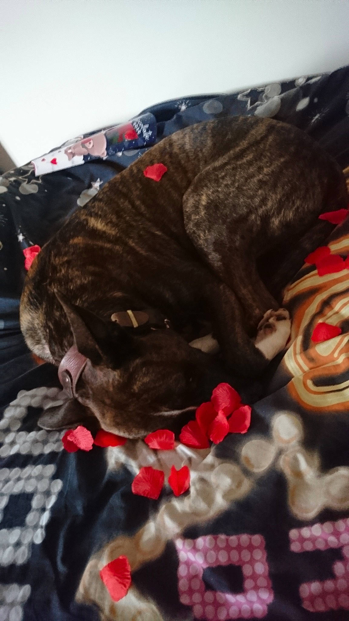 Harvey-hoo is registered to the contest to win money with this photo: cane_corso, canidae, carnivore, dog, dog_breed, fawn, french_bulldog, non_sporting_group, snout, sporting_group