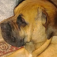 Chance is registered to the contest to win money with this photo: dog, indoor, carpet, resting, large_dog, close_up, brown_fur, animal, pet, canine, calm, sleepy, face, wrinkles, ears, floor, relaxed, domestic, muzzle, portrait