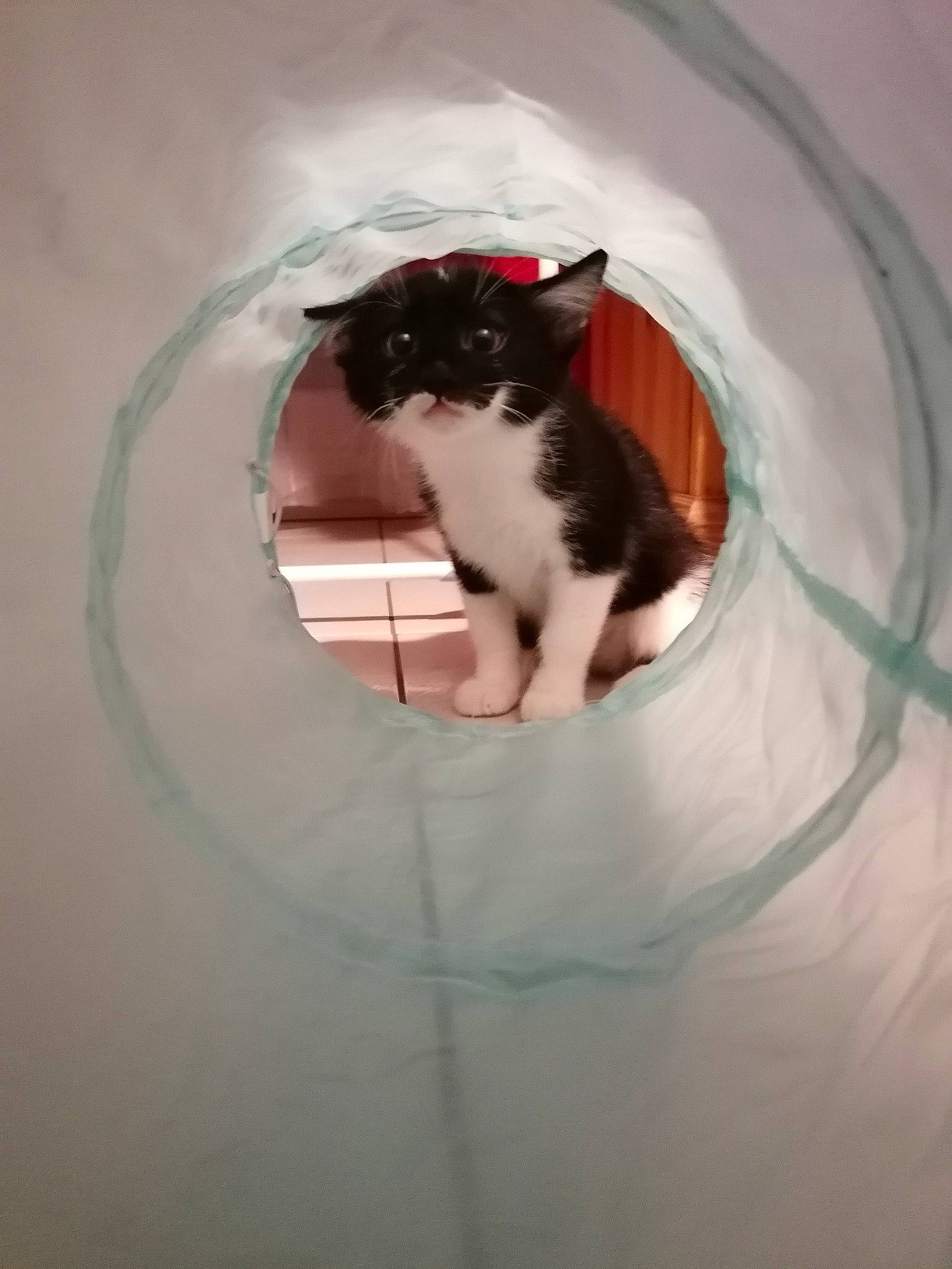 Guizmo participe au concours pour gagner de l'argent avec cette photo : carnivore, cat, cat_supply, circle, domestic_short_haired_cat, door, felidae, fur, leg, magenta, mammal, pet_supply, reflection, small_to_medium_sized_cats, snout, stairs, tail, water, whiskers, window