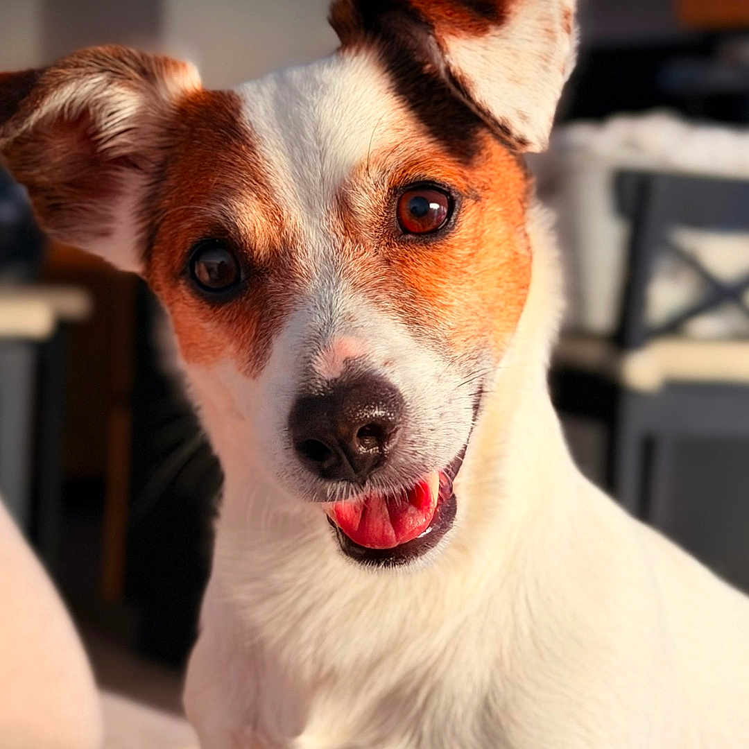 Pablo a rejoint le concours — aidez-le/la à gagner de superbes lots ! dog, pet, indoor, white, brown, canine, cute, head_tilt, sunlight, portrait, animal, friendly, fur, smiling, closeup, domestic, happy, face, ears, background_blur