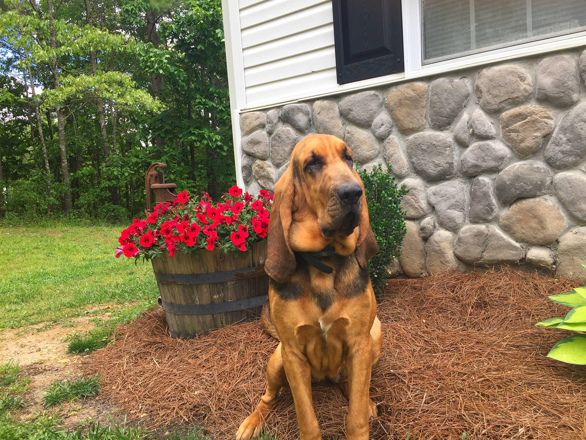 Remmington is registered to the contest to win money with this photo: bloodhound, bruno_jura_hound, canidae, carnivore, coonhound, dog, dog_breed, fila_brasileiro, flower, hanover_hound, hound, mammal, plant, rare_breed_dog, segugio_italiano, styrian_coarse_haired_hound, tosa, vertebrate