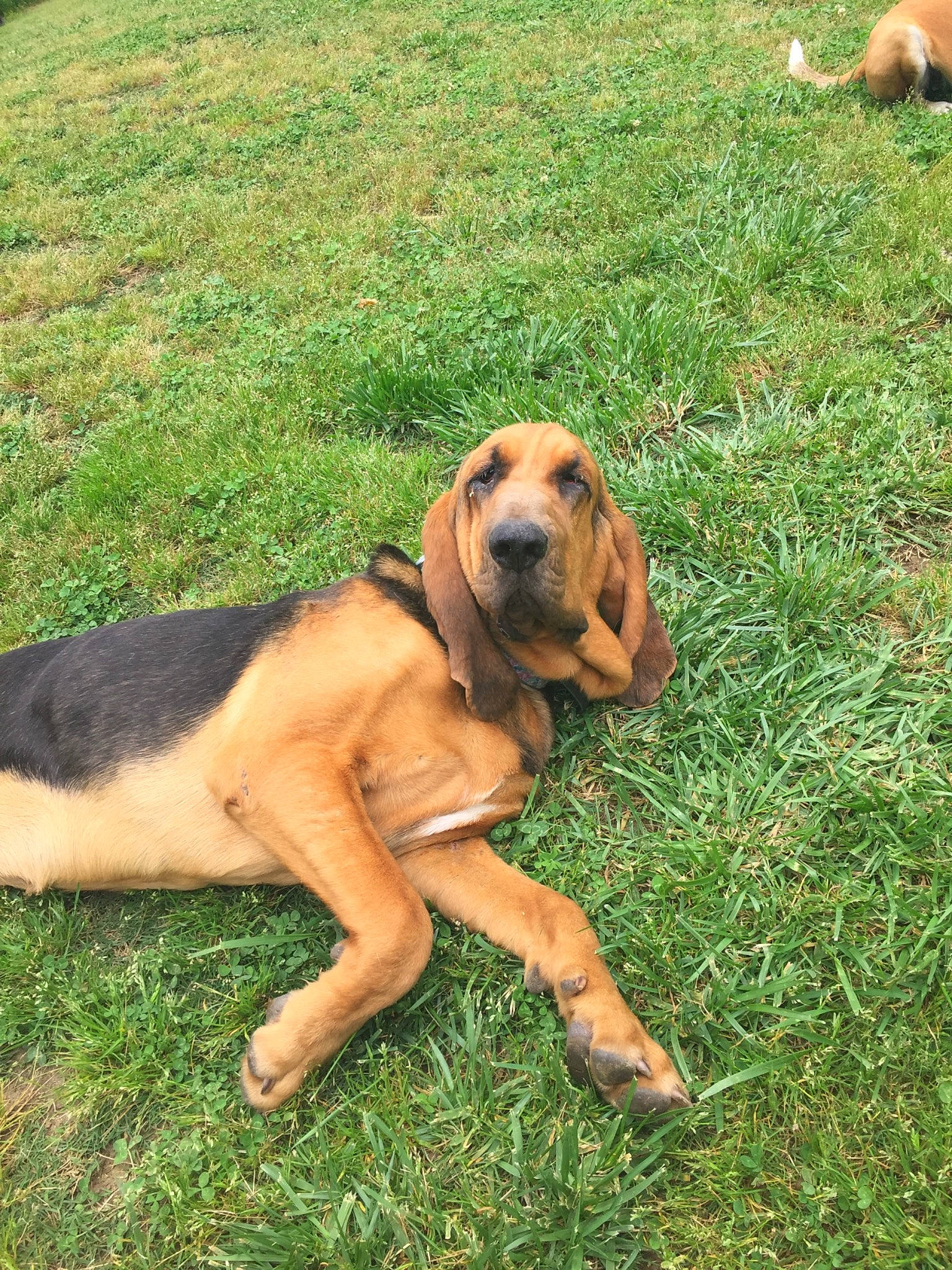 Remmington joined the competition — help win amazing prizes! bavarian_mountain_hound, black_mouth_cur, bloodhound, broholmer, canidae, carnivore, coonhound, dog, dog_breed, fawn, fila_brasileiro, grass, hound, mammal, polish_hound, portuguese_pointer, rare_breed_dog, rhodesian_ridgeback, tosa, vertebrate