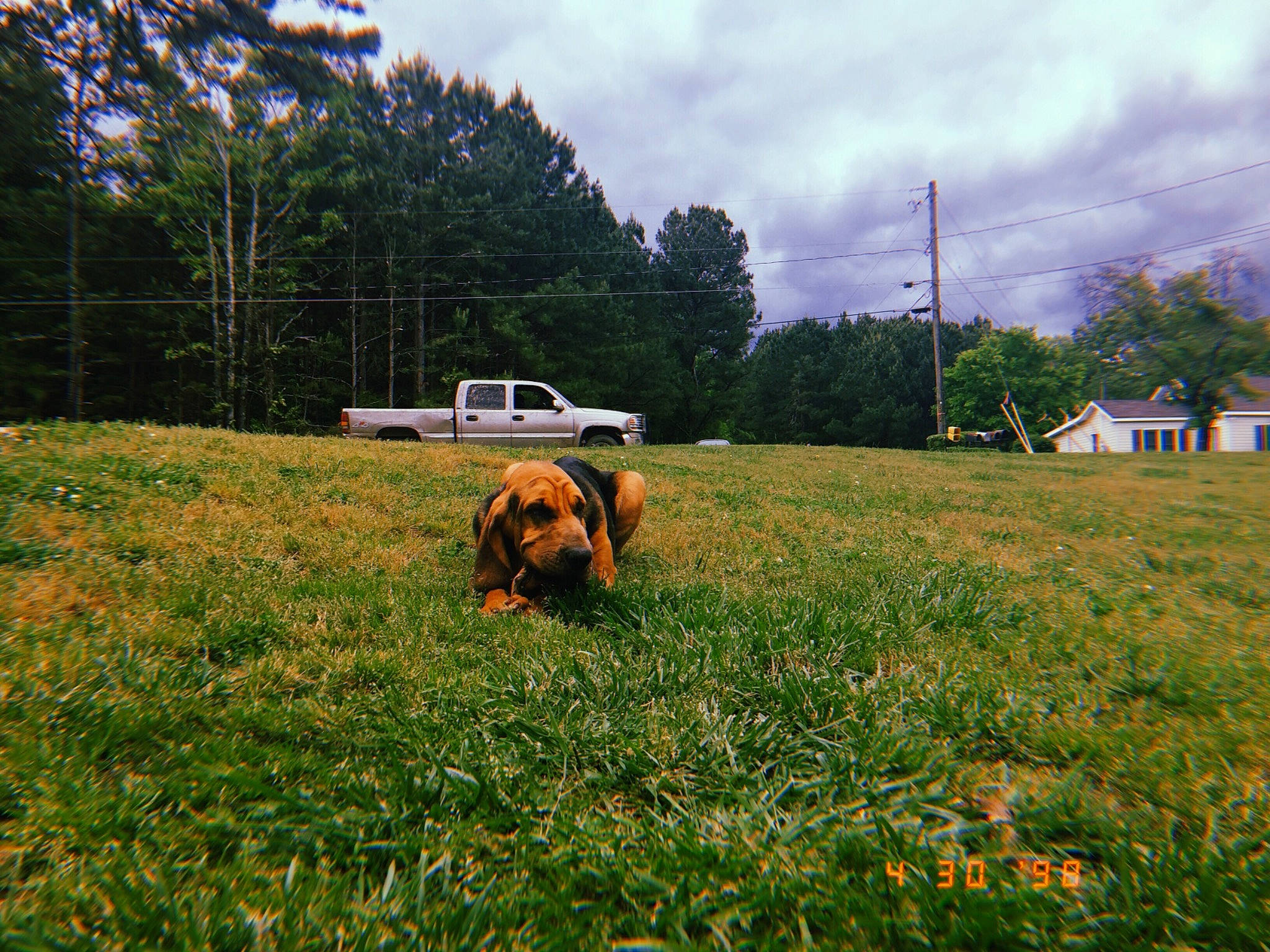 Remmington is registered to the contest to win money with this photo: canidae, carnivore, dog, dog_breed, grass, grassland, meadow, mountain, pasture, sporting_group