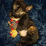 élia participe au concours pour gagner de l'argent avec cette photo : kitten, cat, tortoiseshell, toy, striped, colorful, blanket, fluffy, cute, pet, animal, fur, small, claw, resting, indoor, cozy, sleepy, playful, young