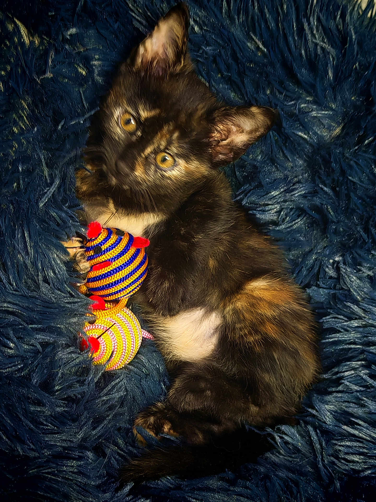 élia participe au concours pour gagner de l'argent avec cette photo : kitten, cat, tortoiseshell, toy, striped, colorful, blanket, fluffy, cute, pet, animal, fur, small, claw, resting, indoor, cozy, sleepy, playful, young